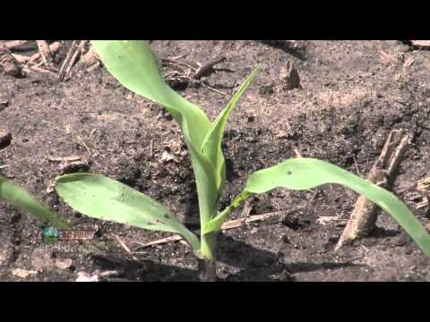 Farm Basics - Corn Growth Stages #737 (Air Date 5/20/12)