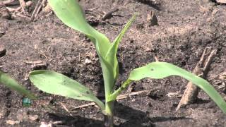 Farm Basics - Corn Growth Stages #737 (Air Date 5/20/12)