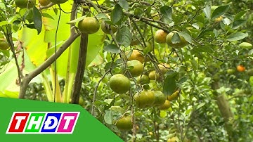 Bón phân tiết kiệm hiệu quả cho vườn quýt | THDT