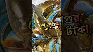 দশ হাজার বেশি মাগুর মাছের লাভ 💯 #fish #fishing #farming #youtubeshorts #shorts