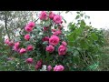 плетистые розы Тантау   Lawinia  Giardina  Elfe  Schneewalzer  Ozeana