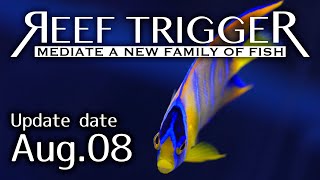 カリブ\/クィーンエンゼルフィッシュ MSサイズ[F0808-1]REEF-TRIGGER