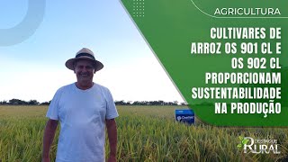 Cultivares de arroz OS 901 CL e OS 902 CL proporcionam sustentabilidade na produção