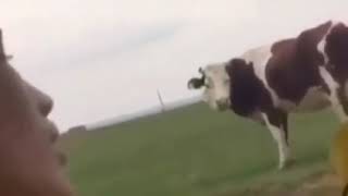 Тупой        корова