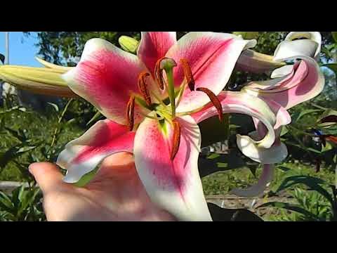 Лилия Кенди Клаб, ОТ-гибрид. - YouTube