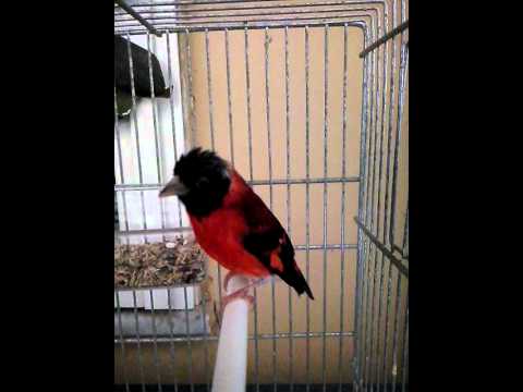 SCARICA CANTO CARDELLINO MP3