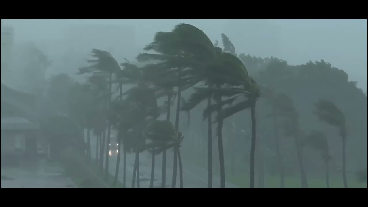 El sonido de la lluvia y fuertes vientos en la zona de las palmeras 🌴 