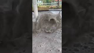 Terrible Dirty Carpet Foam Sc Compilation. Full Video On My Channel.