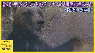 軽トラックに“母グマ”が２度体当たり　フロントガラスを割る　映像には子グマの姿も　北海道・根室｜HTB北海道ニュース