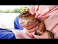 호숫가에 앉아 있으면 손 안으로 쏙 들어오는 다람쥐 월리 Chipmunk Wally In My Hand At The Lake