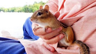 Chipmunk Wally In My Hand At The Lake