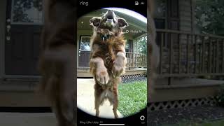 A Dog 🐶seen in a camera door bell🔔 , for for more daily shorts.