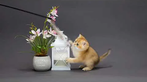 Video 9129431: british cat kitten, british golden kitten, lovely british