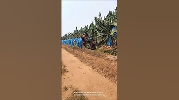 Automated banana harvesting- Good tools and machinery can increase work efficiency