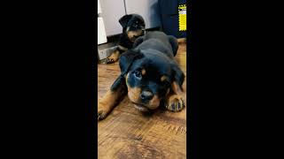 Rottweiler Puppy With An Attitude!