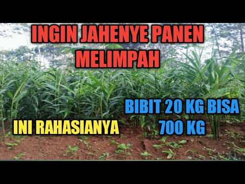 Video: Sahabat Yang Cocok Untuk Jahe - Apa yang Bisa Saya Tanam Dengan Jahe Di Kebun