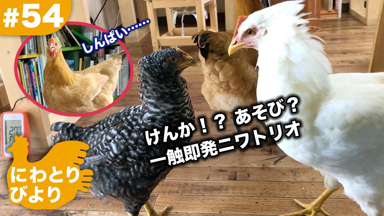 けんか？あそび？一触即発！ニワトリオ☆【にわとりびより】#54 - YouTube