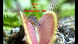 Slugs Vs Venus Fly Trap