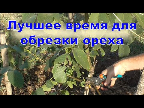 Лучшее время для обрезки ореха