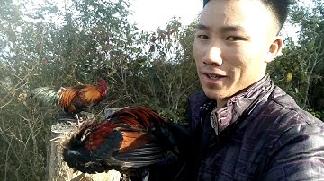 dib qaib qus tuaj zoo Tiag tiag (part 2)2020