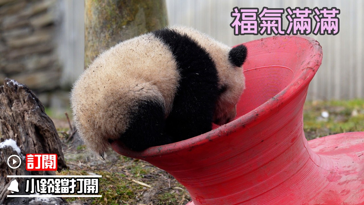 《熊貓早晚安》小團子空降成功，附贈好運大禮包一份 | iPanda熊貓頻道