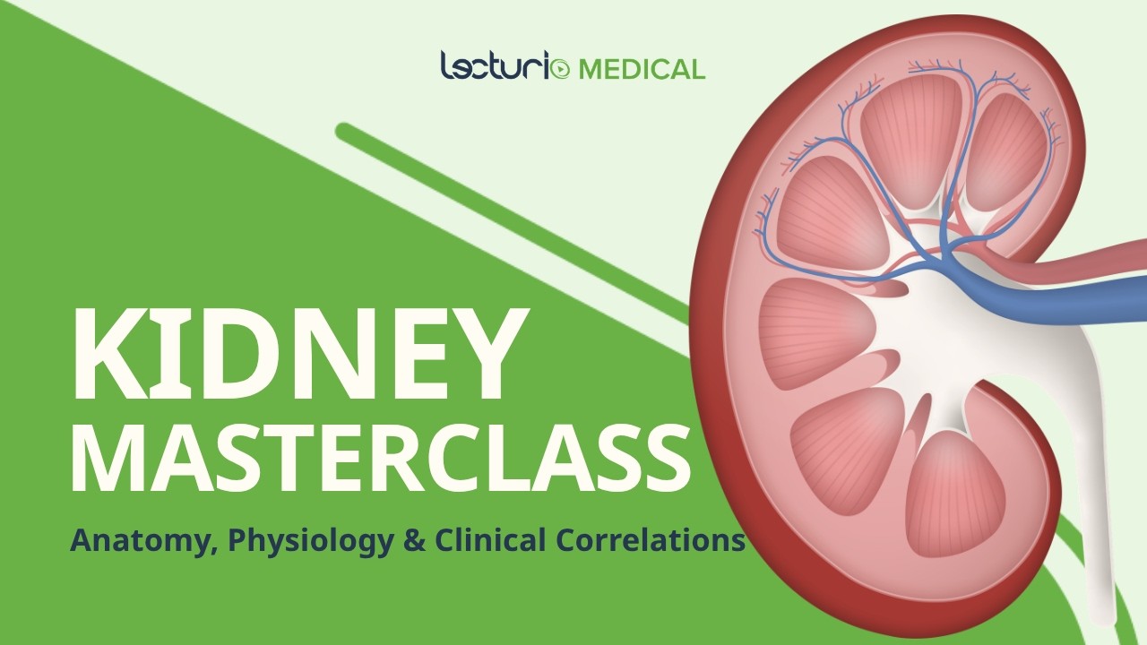 Learn the Kidney | Medical School Crash Course
