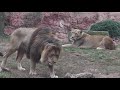 Zoo Hannover:  Löwen - Chinesischer Leopard -Tiger - Flusspferd