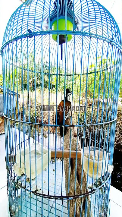 WOODPECKER ONION BIRD, Burung Pelatuk Bawang Betina.