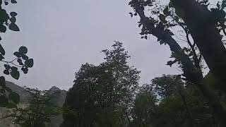 Cuckoo singing  sound  before  rain  . screenshot 5