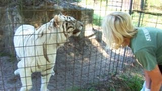 Talking to Tigers!