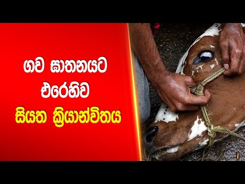 ගව ඝාතනයට එරෙහිව සියත ක්‍රියාන්විතය   |Siyatha News