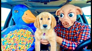 Rubber Ducky Surprises Puppy & Pig With Car Ride Chase! by Life of Teya 2,011,493 views 1 year ago 2 minutes, 30 seconds