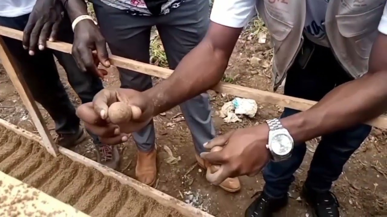 Comment germé le noix de Macadamia ? par Sophin sarl RDC