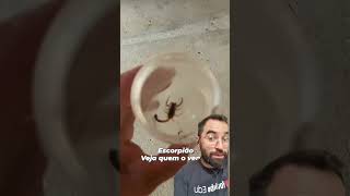 A Importância De Um Calanagartixa