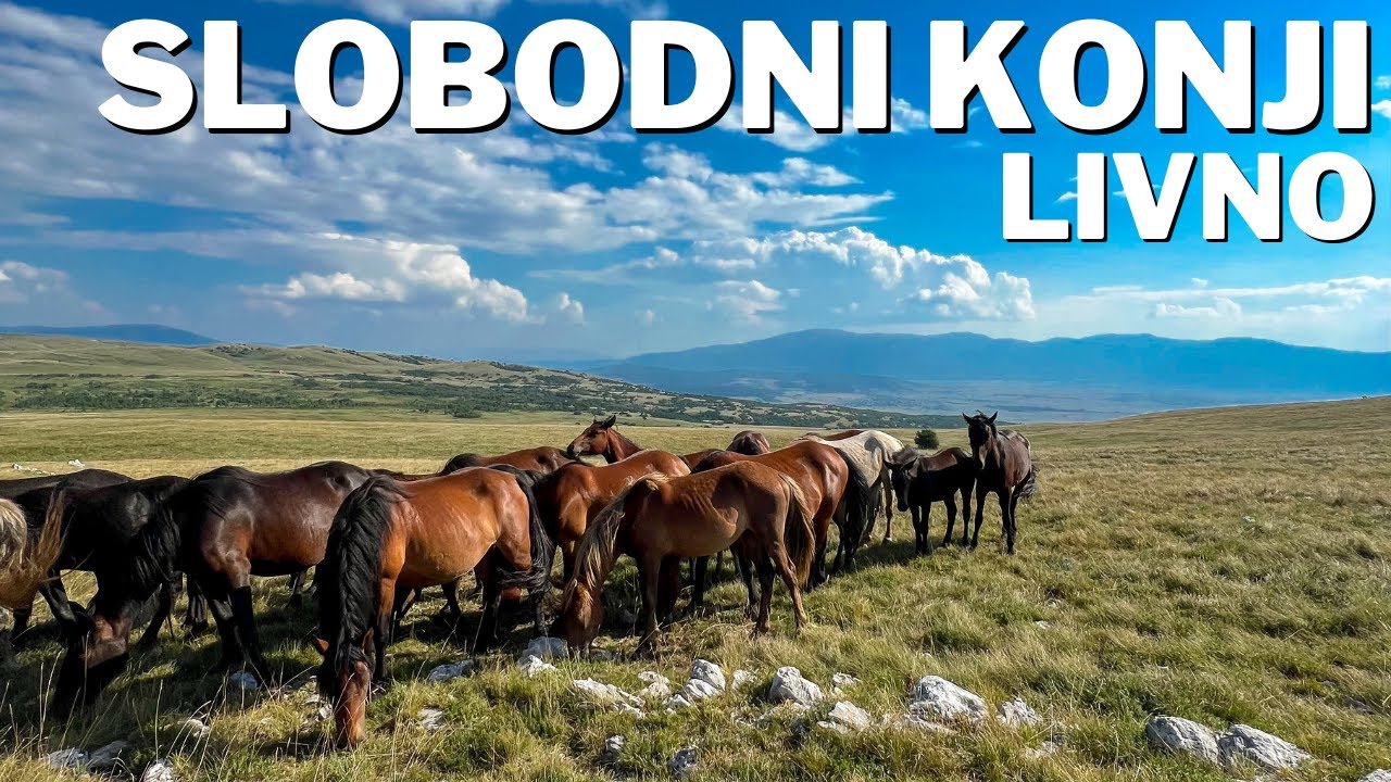 Свободные (дикие) лошади на плато Крузи, незабываемое приключение, Ливно - Босния и Герцеговина