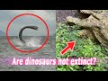 Are dinosaurs not extinct 5 dinosaurs caught on camera