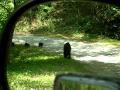 Bears Following Truck 20100716.MOV