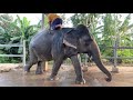 ลำพูนแกล้งปี๊ด❗️เกือบตกช้าง😂elephant