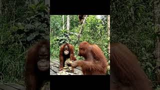 Orangutans At Feeding Platform.