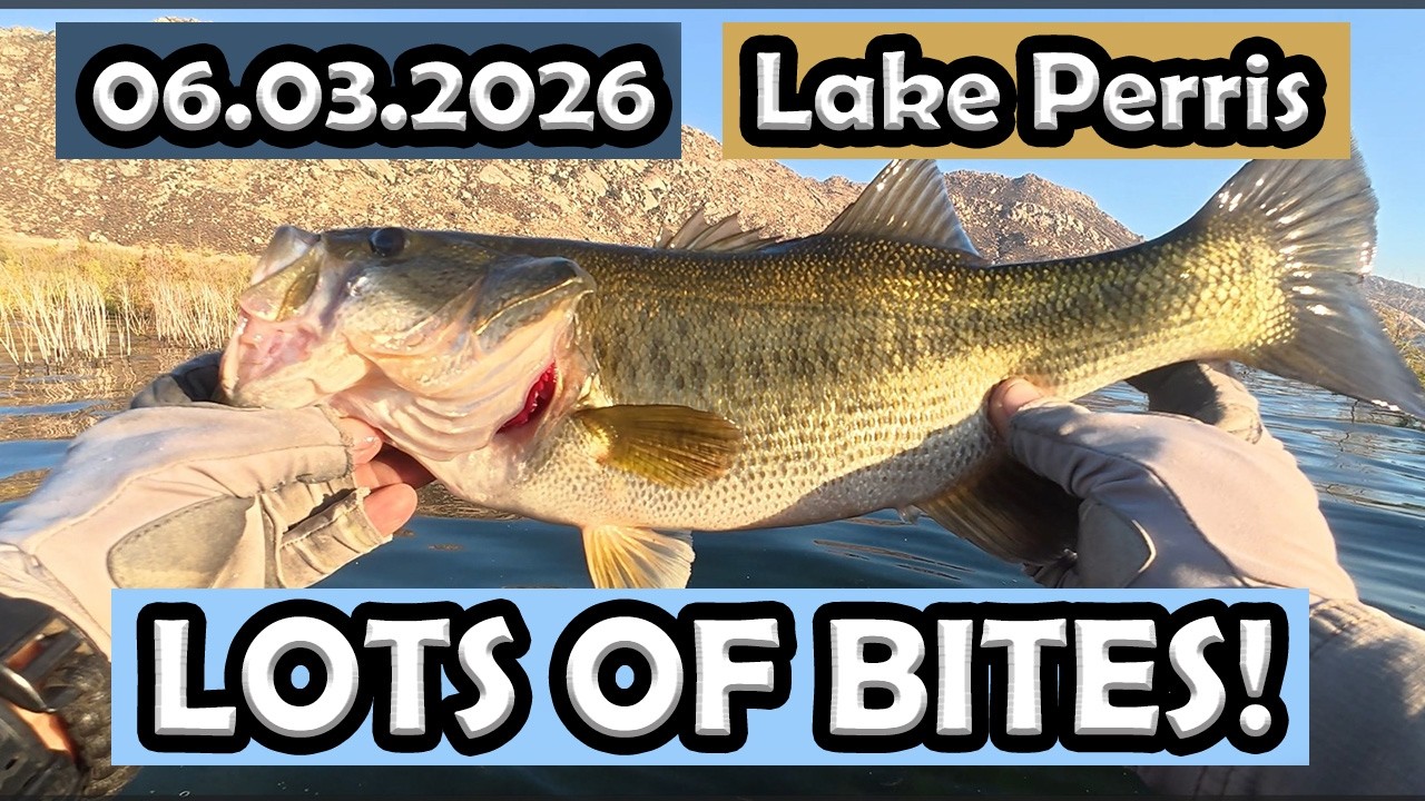 The Shallow Bite Is Back at Lake Perris! (12 Bass)