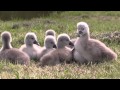 Swans and cygnets