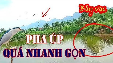 Pha Úp Đàn Vạc Quá Nhanh Gọn - Hành Trình Theo Chân Thợ Bẫy Cò, Vạc/ Cách Bẫy Vạc Trên Đầm Nước T66
