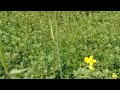 Methi(Fenugreek) visit Budhauli Panchayat, Bihar.