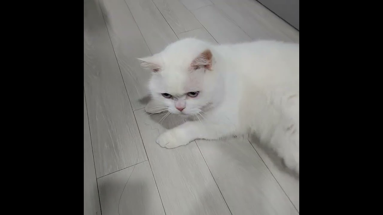 궁디팡팡 중독냥(4분)