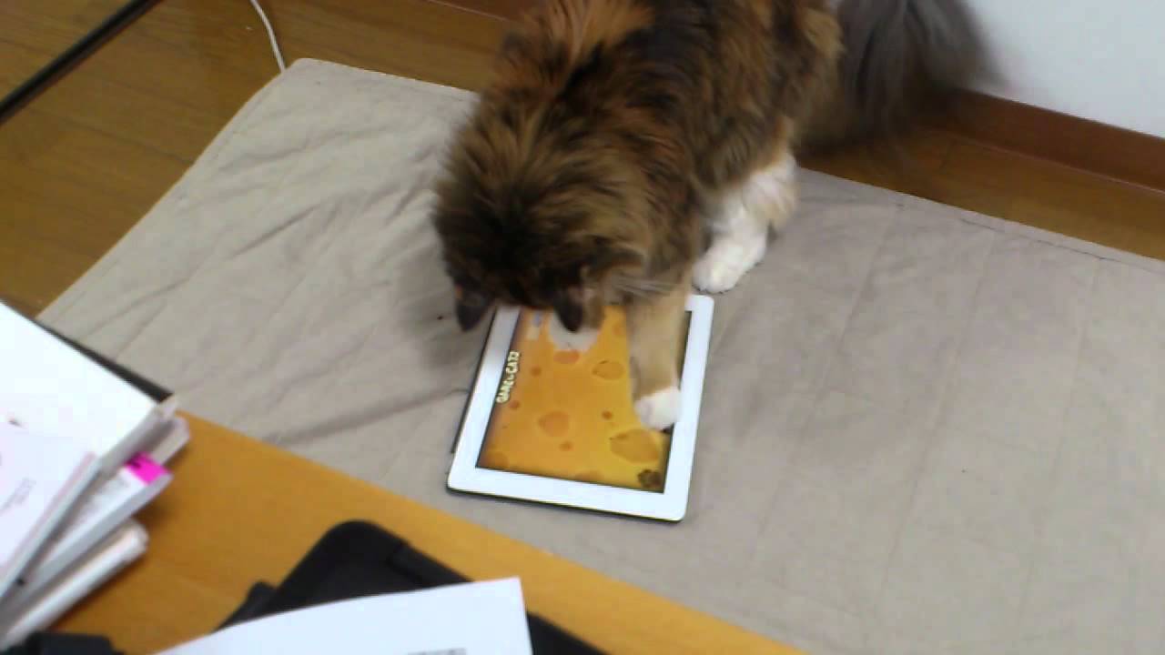 game for cats on ipad YouTube
