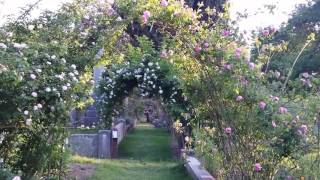 Copy of A walk through the archways
