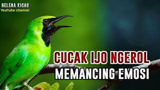 PANCINGAN CUCAK IJO GACOR CEPAT MENAIKKAN EMOSI IJO LAWAN LANGSUNG JAMTROK KELUAR TEMBAKAN ISIAN
