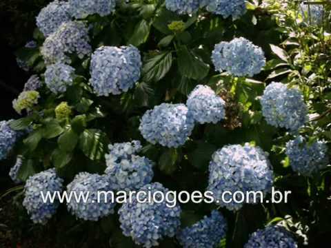 Video: As Hortensia