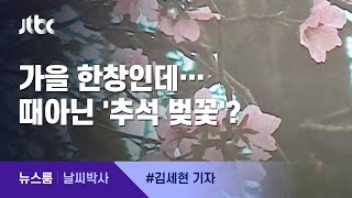 [날씨박사] 벚꽃이 역주행?…가을에 꽃망울 터뜨린 이유는 / JTBC 뉴스룸