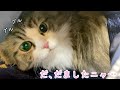 久しぶりのお出かけが病院で注射と知って絶望する猫がこちら…
